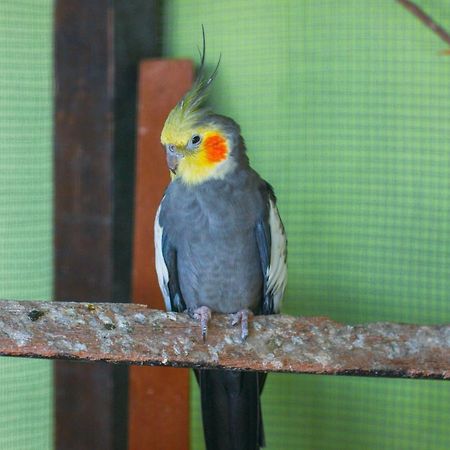 Pousada Campo Alegre Itatiaia  Eksteriør bilde