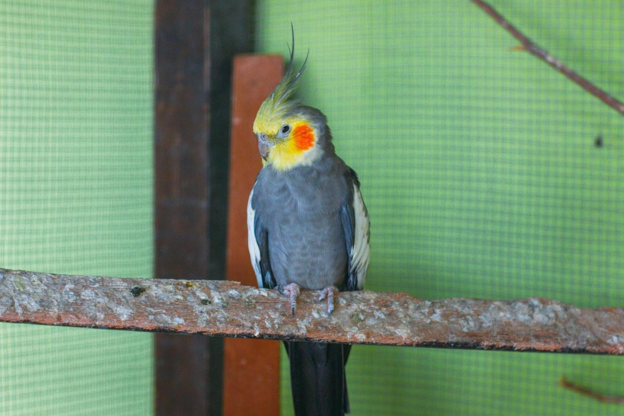 Pousada Campo Alegre Itatiaia  Eksteriør bilde